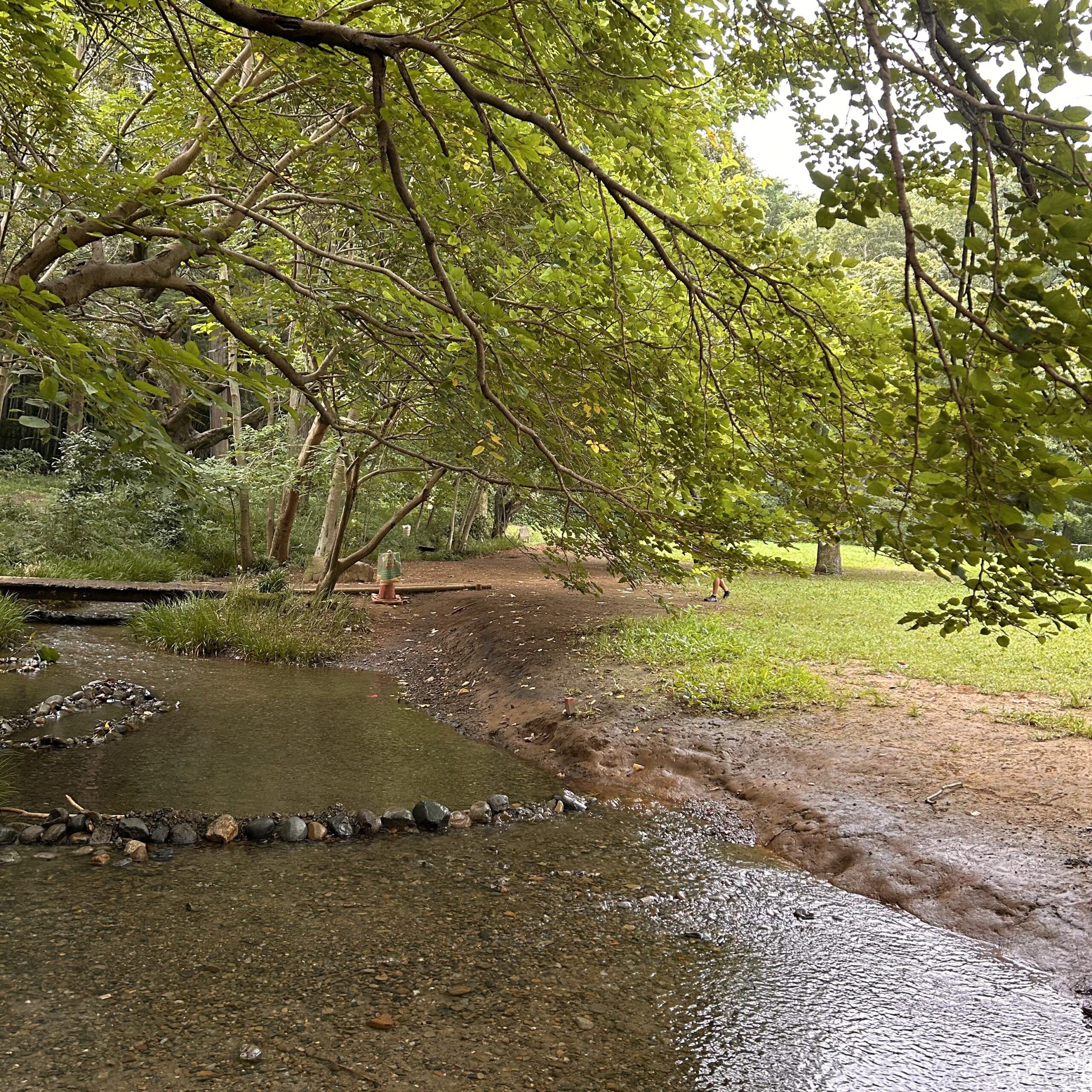 野川公園の湧き水広場 / 夏の思い出に川遊び / あれば便利な道具は？突然の豪雨！！/ 小金井新橋でのびのび川遊び